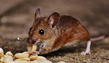 24 Hour & Emergency Exterminators in Todd, NC